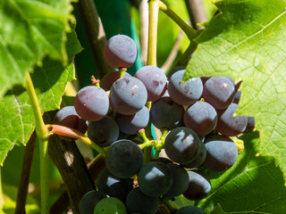 Close-up of ripe purple grapes.