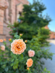 Vibrant peach roses stand out against lush greenery in a garden. The flowers are in full bloom,...