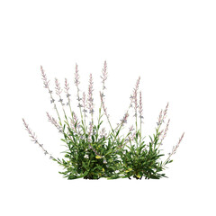 Gaura lindheimeri Flowering Plant Isolated on Transparent Background for Landscape and Garden Design
