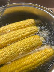Crisp yellow corn on the cob is being boiled in a pot of water on a stovetop, creating steam in a...