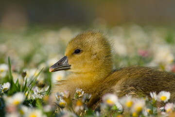 close-up of a greylag gosling (Anser anser) resting peacefully in a daisy-filled meadow
