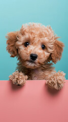 Poodle Puppy Peeks Over the Edge on Soft Pastel Background for Cute Pet Portrait