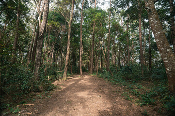 Serene Path Through Lush Forest Near Pha Dok Siew Waterfall