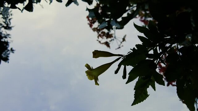 Yellow Tecoma Stans Flower Silhouetted Against a Cloudy Sky with Green Leaves