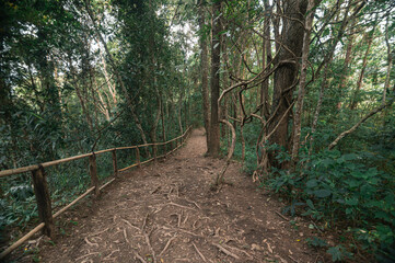 Scenic Pathway Through Lush Forest at Pha Dok Siew Waterfall, Chiang Mai