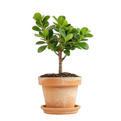 Obraz premium Small potted plant, vibrant green leaves on a light terracotta pot