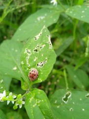 Cute ladybug on green leaf