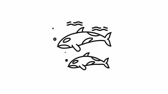 Orca Duo: Playful Pod Swimming in Ocean Depths - Animated Line Art