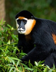 Obraz premium Black and orange primate among green foliage