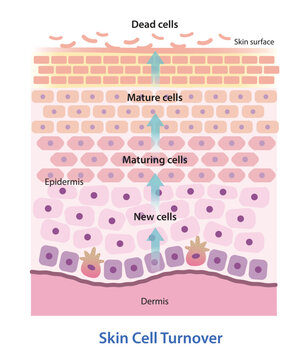 Skin cell turnover vector illustration isolated on white background. The process of shedding of dead skin cells and replacement with younger cells. As we age, cellular turnover rates slow down.
