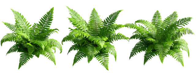 Naklejka premium Three green fern plants isolated on transparent background