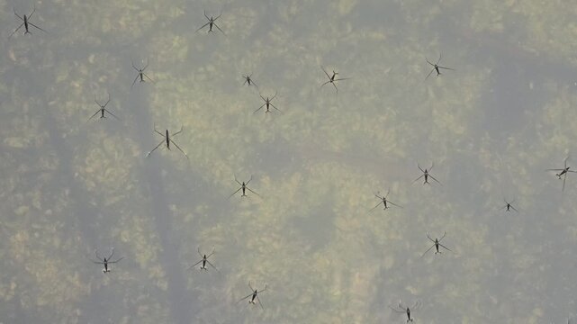 Water strider, insect moves on the surface of water. Rivers and bays, small floating beetles. Nature.
