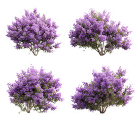 Obraz premium Four clusters of purple lavender flowers isolated on transparent background
