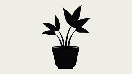 Fototapeta premium Flowering houseplant in a small potted plant isolated on white background