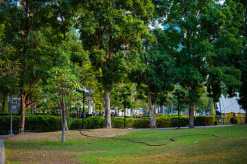 Green meadow grass in city tropical public tree park nature landscape