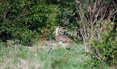Kori bustard in the Okavango delta