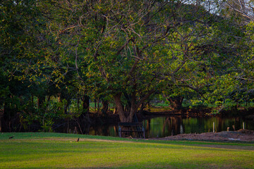 Green meadow grass in city tropical public tree park nature landscape