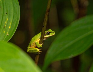 Small green frog on a stem