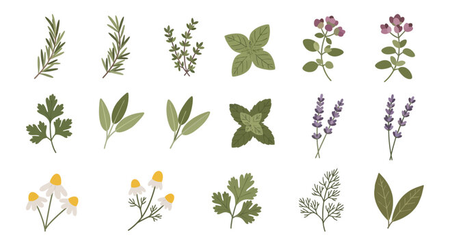 A diverse collection of illustrated culinary herbs and aromatic flowers in a flat, textured style.