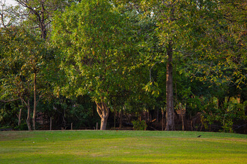 Green meadow grass in city tropical public tree park nature landscape