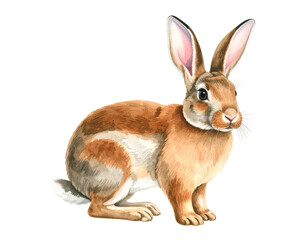 Obraz premium rabbit isolated on white background