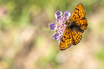 Modest maiden (Melitaea trivia), perched on a flower drinking nectar against a blurred background
