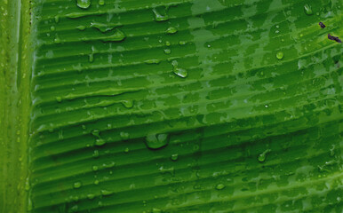 Beautiful green banana leaves