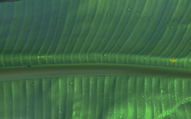 Beautiful green banana leaves