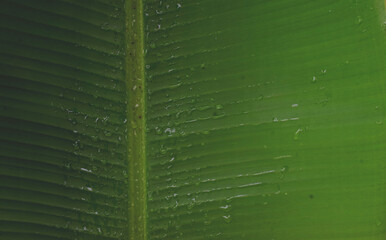 Beautiful green banana leaves