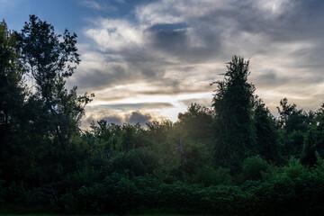 sunset in the forest