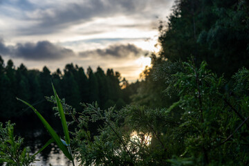 sunrise in the forest
