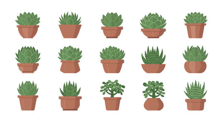 Collection of Potted Succulents with Various Shapes and Textures in Brown Pots