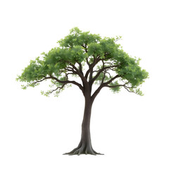 A single tree with a robust trunk and sprawling