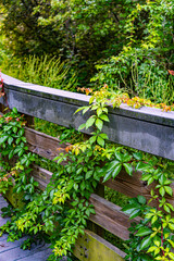 vines growing on wall