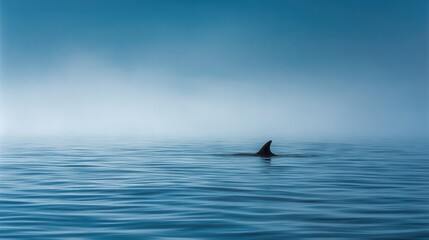 Fototapeta premium Solitary Whale Fin Emerging in Calm Blue Sea with Minimalist Ocean Horizon
