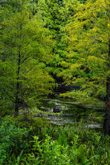 river in the forest