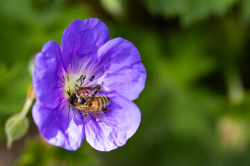 Bee collecting nectar on purple flower