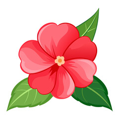 impatiens balsamina scarlet pink vector -on-white