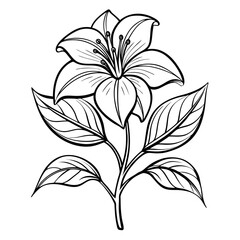 incarvillea delavayi flower line art vector on-white