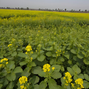 Mustard plants farm ( sarso khet) having yellow growing flower bloom, oilseeds