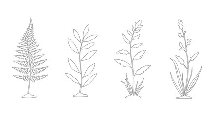 Botanical Line Art Collection Hand Drawn Herbs Plants and Grasses