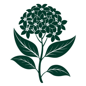 ixora  silhouette vector  on white-background