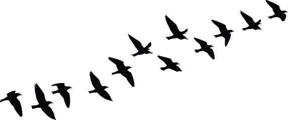 Flying birds silhouette illustration, flock of birds in motion, black vector bird shapes, migration wildlife pattern, nature flight design elementFlying birds silhouette illustration