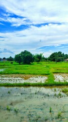 Green Rice Field under Rural Sky - Vertical