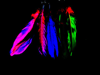 Illustrierte Federn in Rosa, Pink, Blau, Grün und Rot