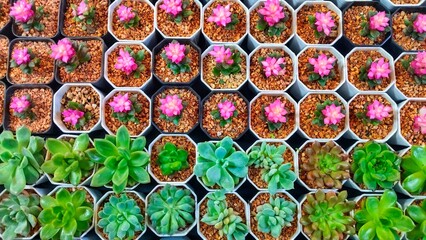 Beautiful Succulent Garden in Tiny Pots