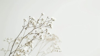 White Background Flower Photography in Fresh and Natural Style: Capturing the Purity of Blooms with Soft Light, Vibrant Petals, and Unfussy Composition – Ideal for Botanical Prints, Home Decor, and Li