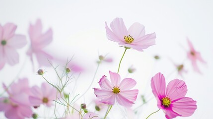 Fototapeta premium White Background Flower Photography in Fresh and Natural Style: Capturing the Purity of Blooms with Soft Light, Vibrant Petals, and Unfussy Composition – Ideal for Botanical Prints, Home Decor, and Li