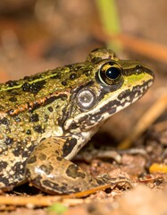 Obraz premium Close-up of a frog on the forest floor