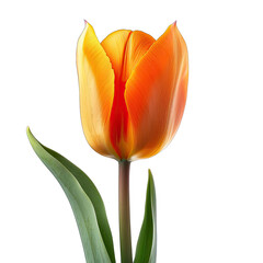 Close-up of a single, vibrant orange-yellow tulip.  The flower's petals are a gradient of orange and yellow, with darker orange stripes. 